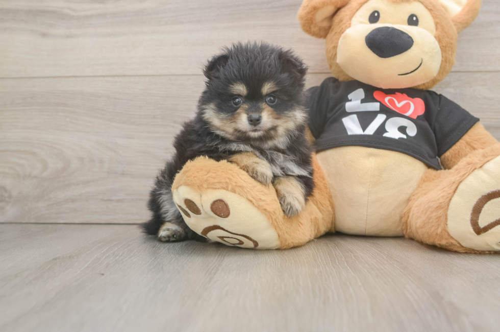 6 week old Pomeranian Puppy For Sale - Premier Pups