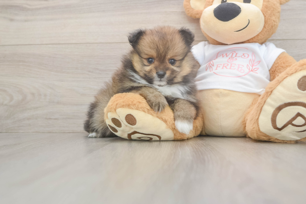 Pomeranian Puppy for Adoption