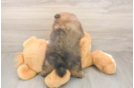 Cute Swergspitz Purebred Puppy
