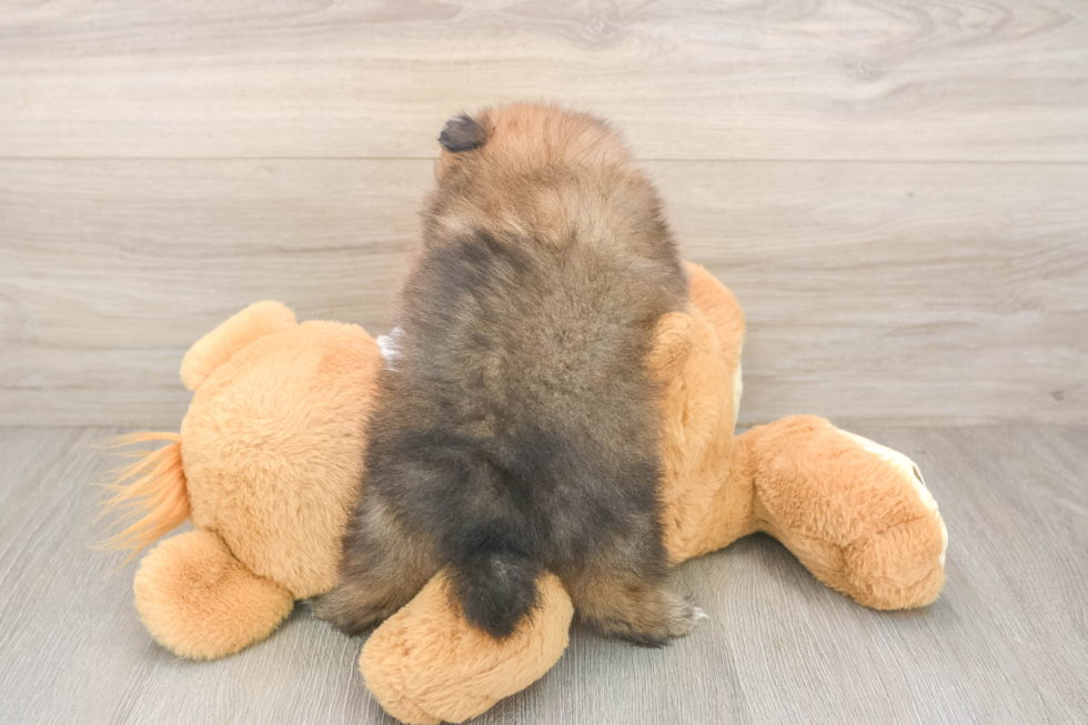 Cute Swergspitz Purebred Puppy