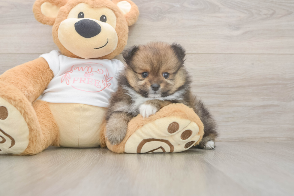 Energetic Pom Pom Purebred Puppy