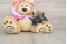 Pomeranian Puppy for Adoption