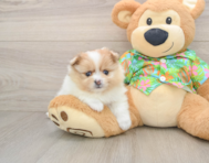 7 week old Pomeranian Puppy For Sale - Premier Pups