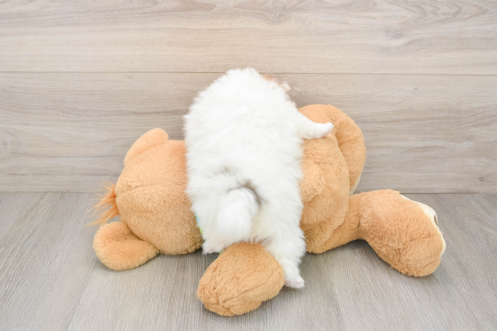 Sweet Pom Dog Purebred Puppy