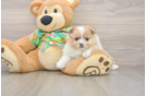Akc Registered Pomeranian Purebred Pup