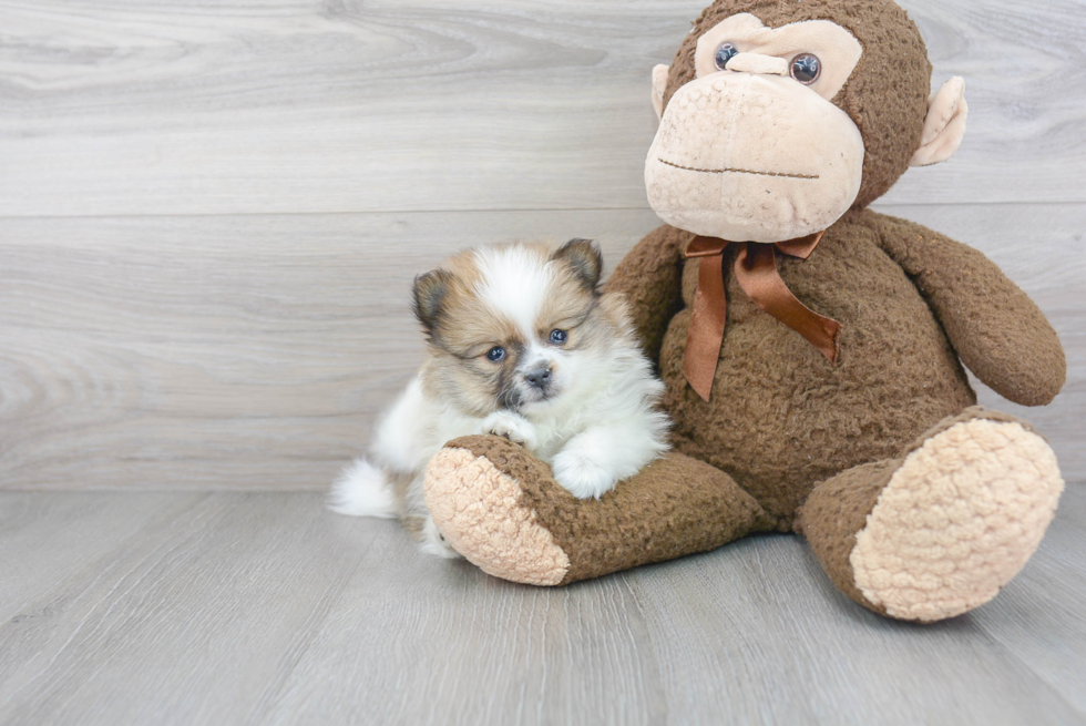 Small Pomeranian Purebred Pup