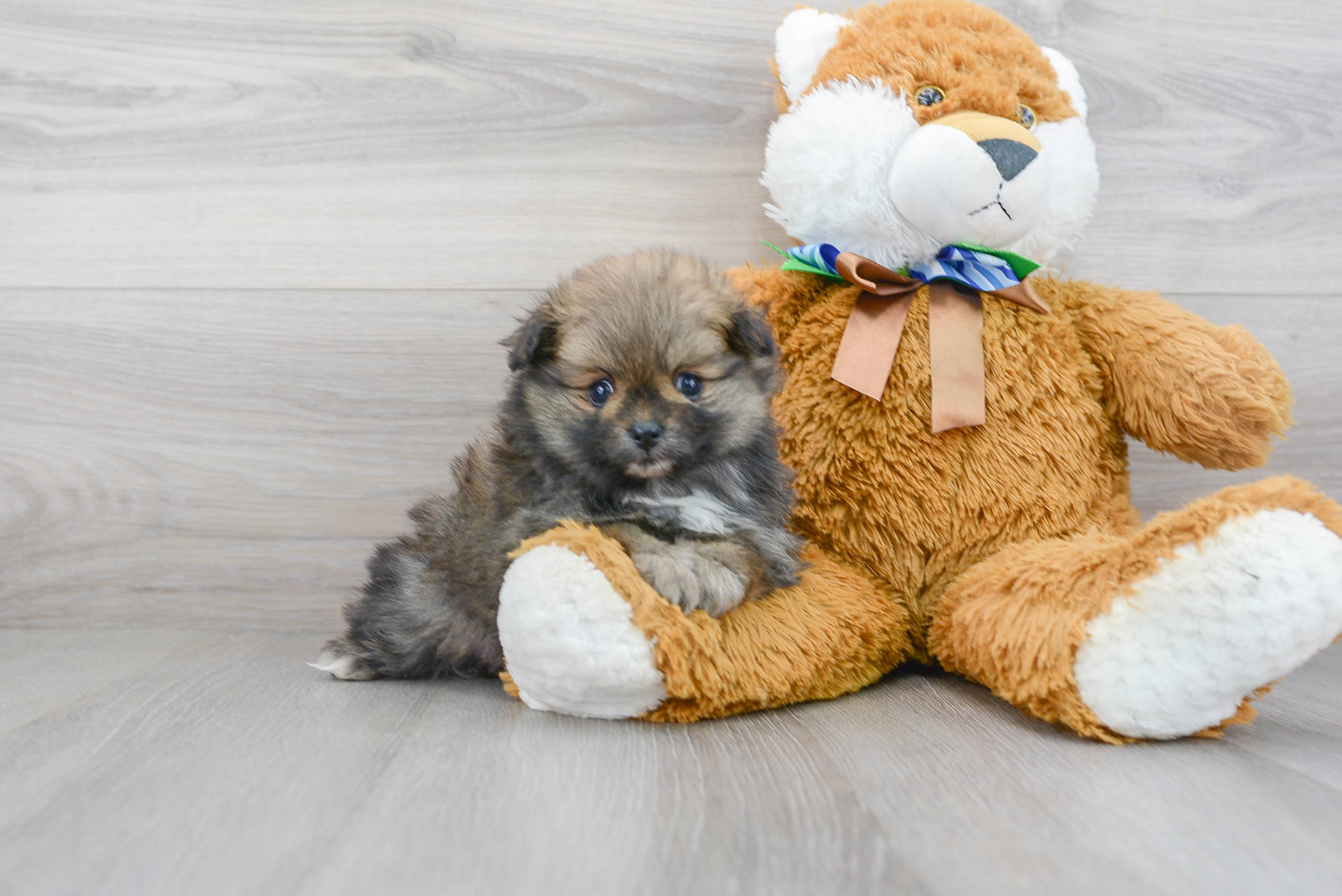 Best Pomeranian Baby