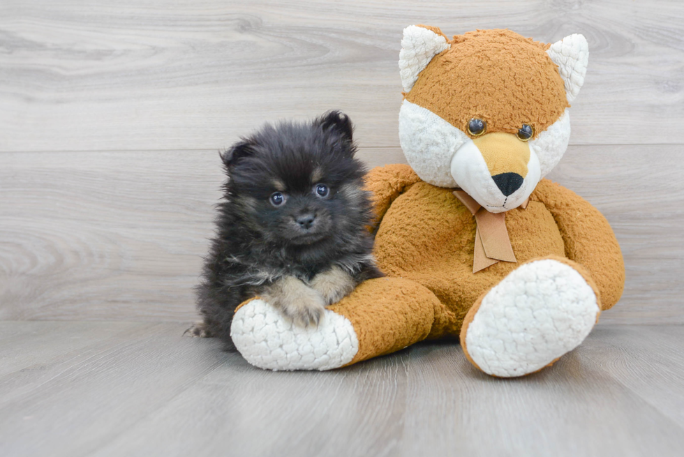 Little Pomeranian Baby