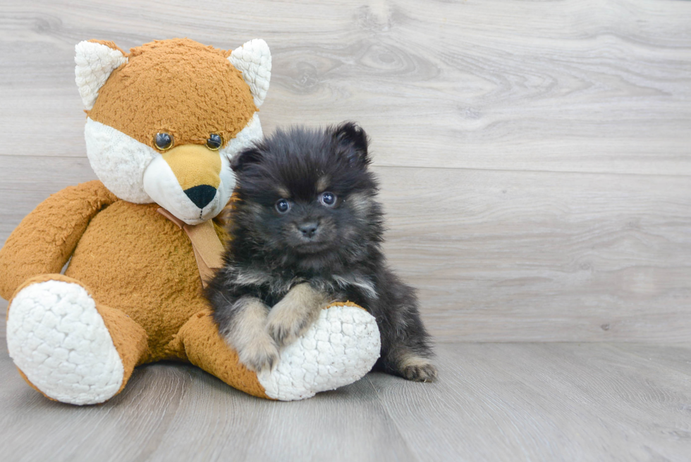 Pomeranian Pup Being Cute