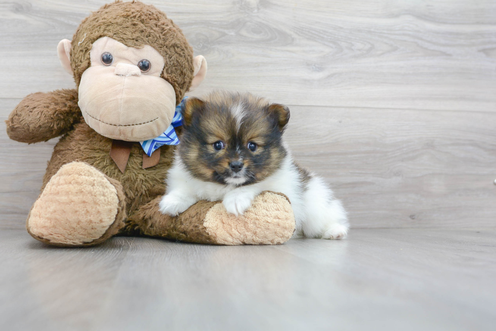 Petite Pomeranian Purebred Puppy