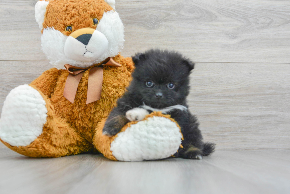 Smart Pomeranian Purebred Puppy