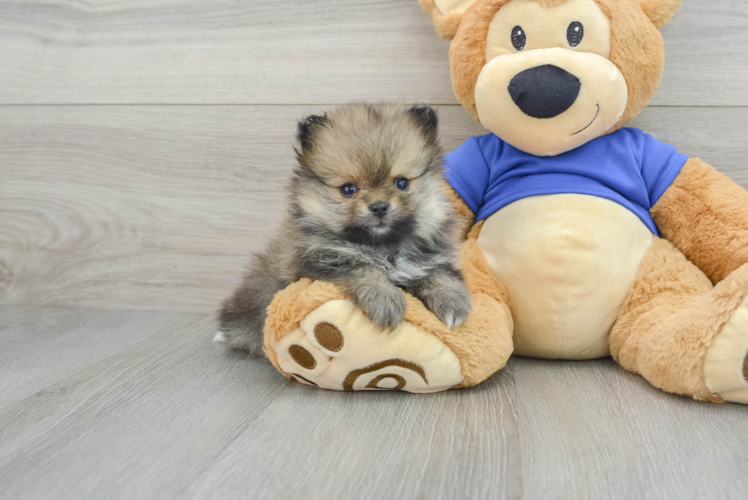 Pomeranian Puppy for Adoption