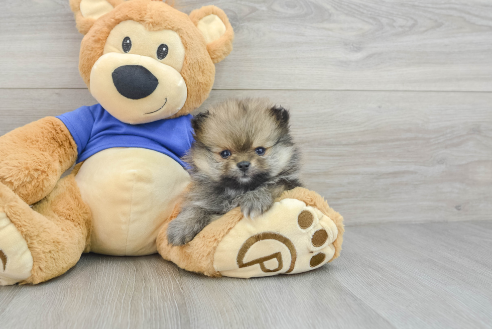 Best Pomeranian Baby