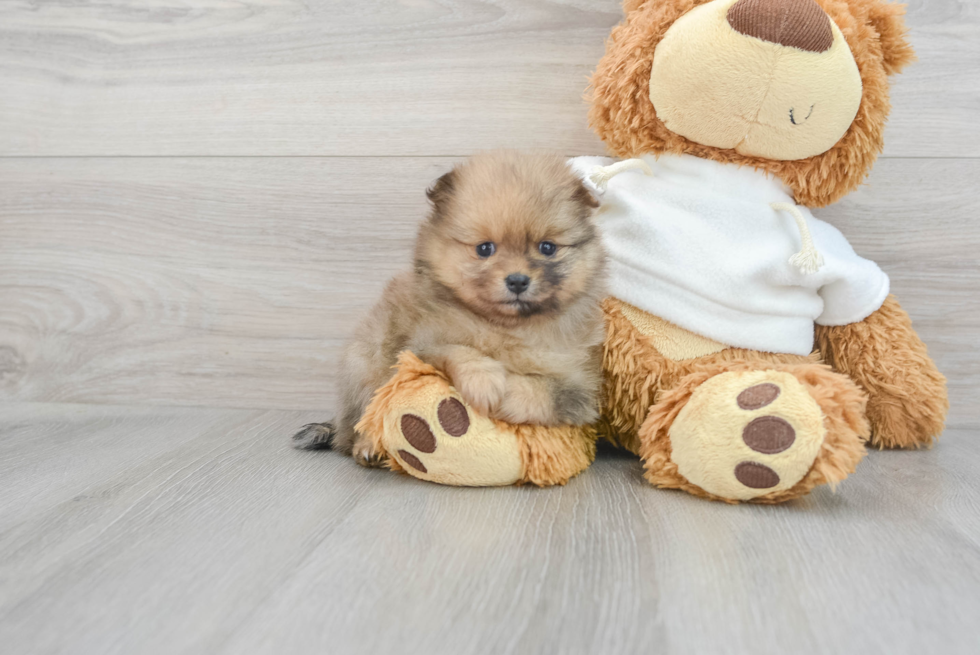 Best Pomeranian Baby