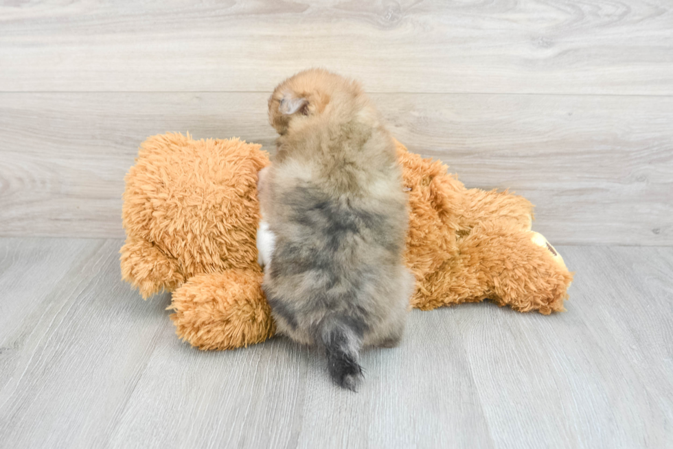 Hypoallergenic Pomeranian Baby