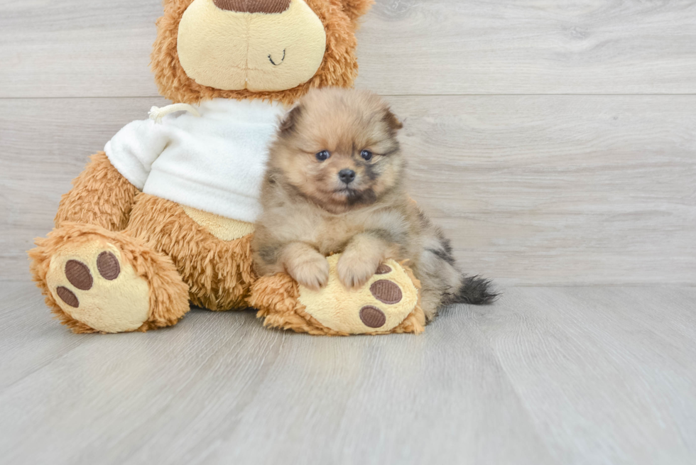 Little Pomeranian Baby