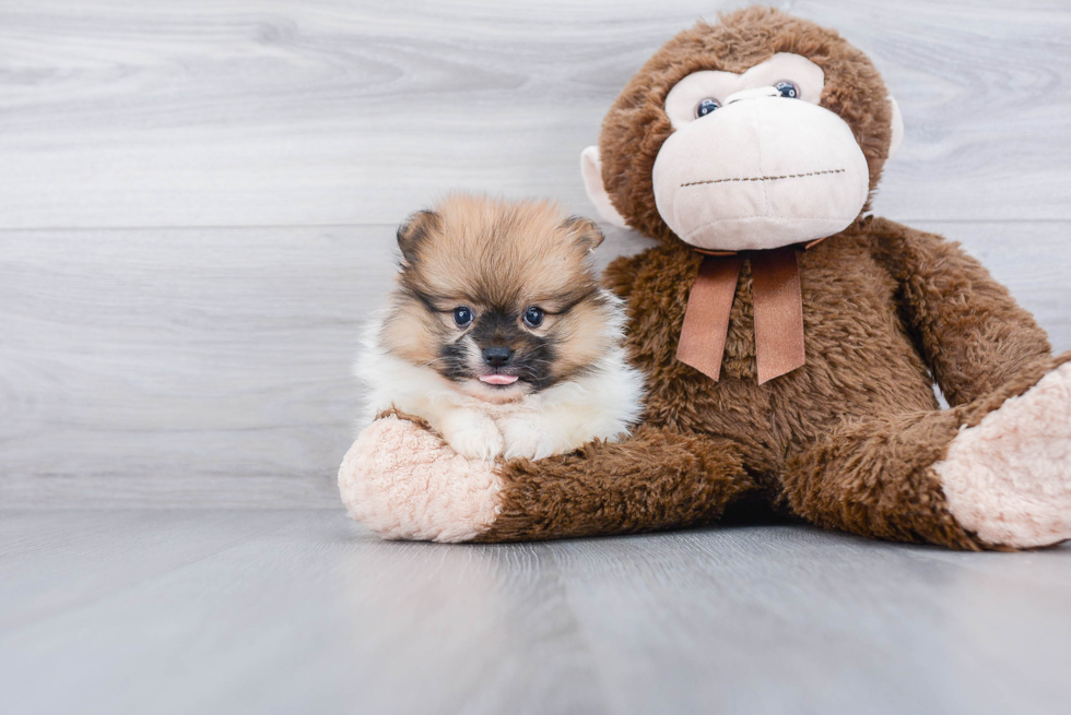 Energetic Pomeranian Purebred Puppy