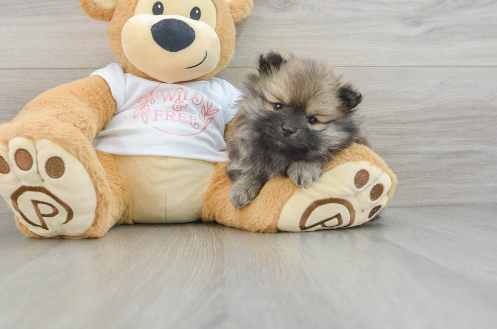 5 week old Pomeranian Puppy For Sale - Premier Pups