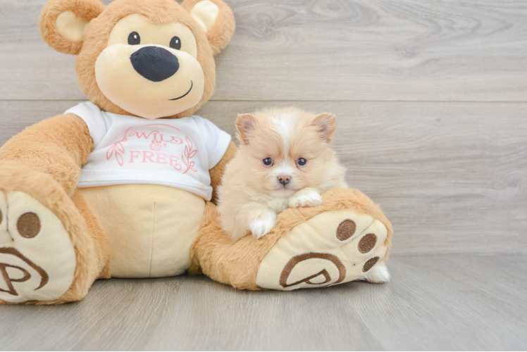 Friendly Pomeranian Purebred Pup