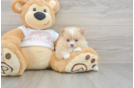 Friendly Pomeranian Purebred Pup