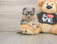 5 week old Pomeranian Puppy For Sale - Premier Pups