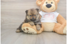 Best Pomeranian Baby