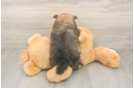 Pomeranian Puppy for Adoption
