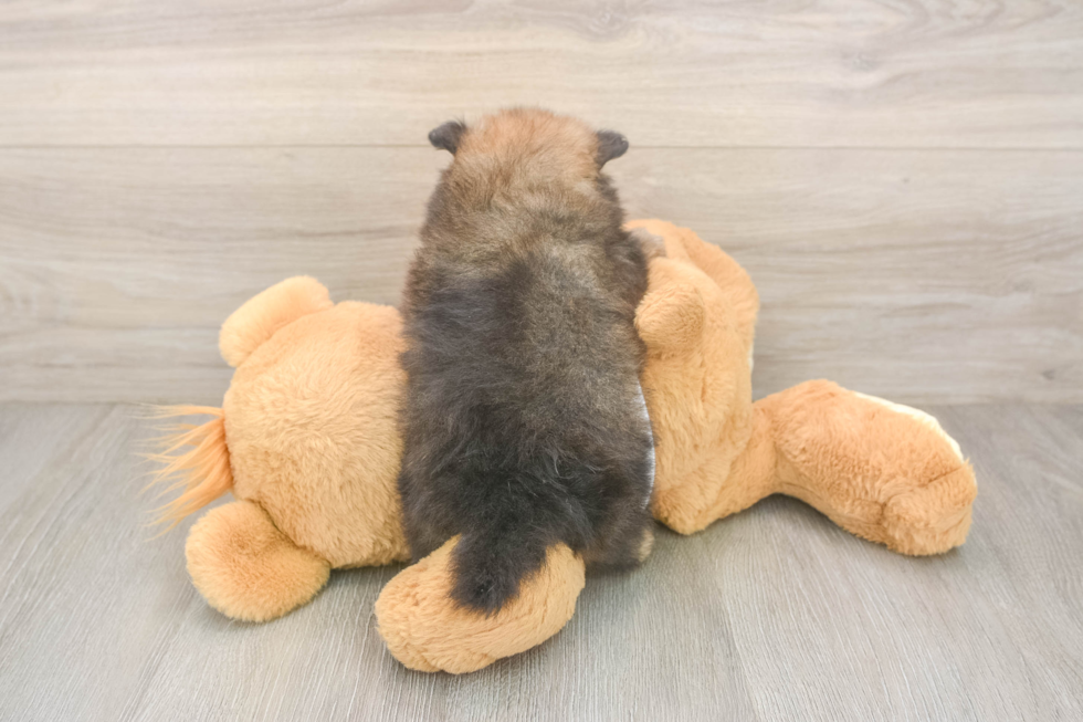 Pomeranian Puppy for Adoption