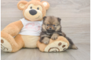 Best Pomeranian Baby