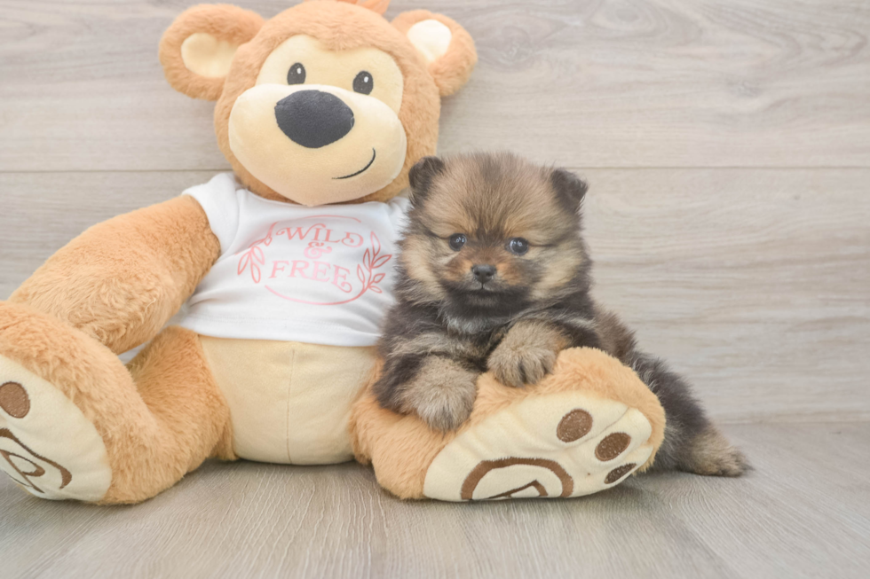 Best Pomeranian Baby