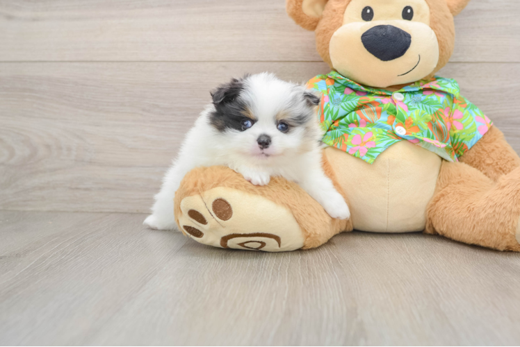 Smart Loulou Purebred Puppy