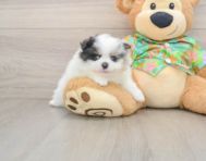 7 week old Pomeranian Puppy For Sale - Premier Pups