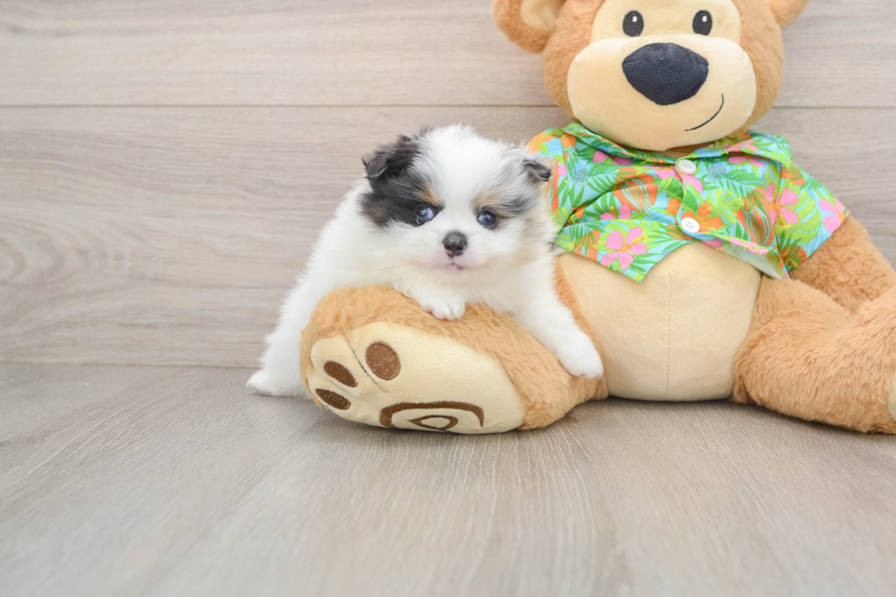 Smart Loulou Purebred Puppy