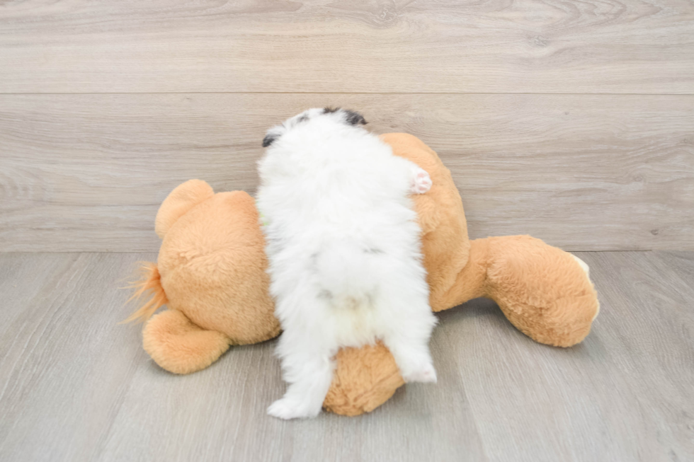 Best Pomeranian Baby