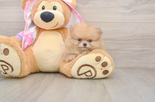 Pomeranian Puppy for Adoption