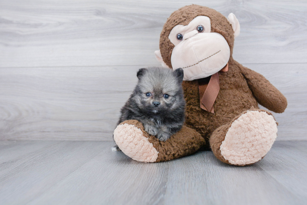 Funny Pomeranian Purebred Pup