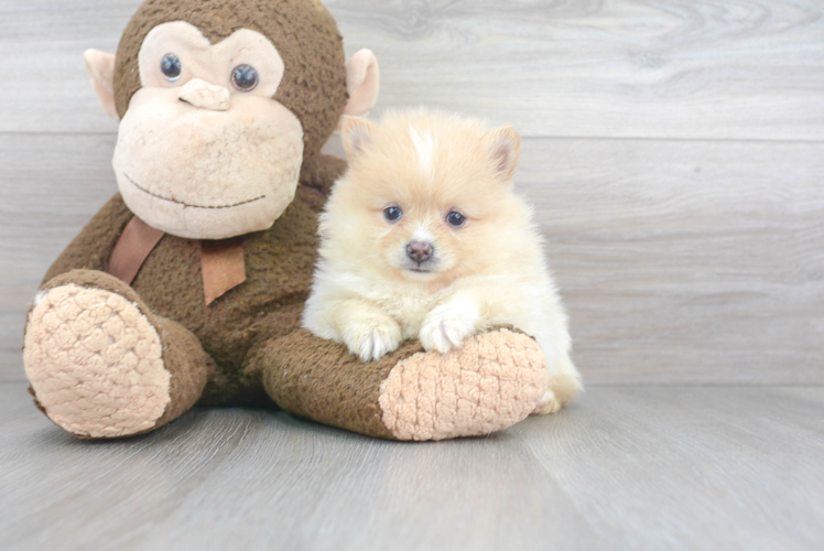 Playful Pomeranian Baby