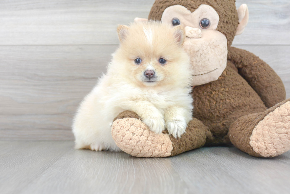 Pomeranian Pup Being Cute