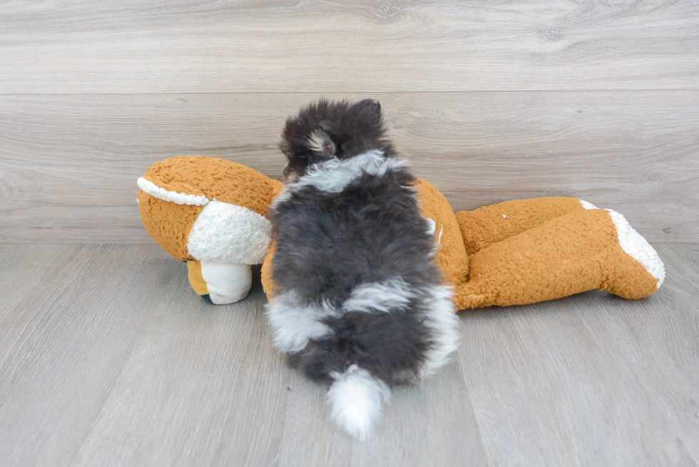 Fluffy Pomeranian Purebred Puppy