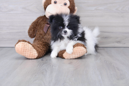 Sweet Pomeranian Purebred Puppy