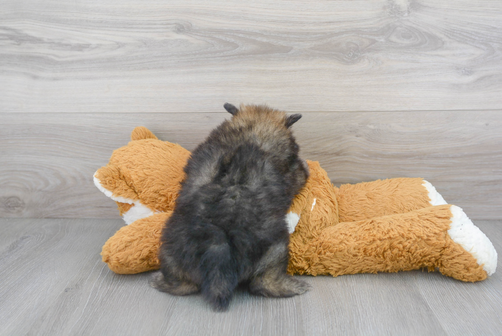 Cute Pomeranian Purebred Puppy