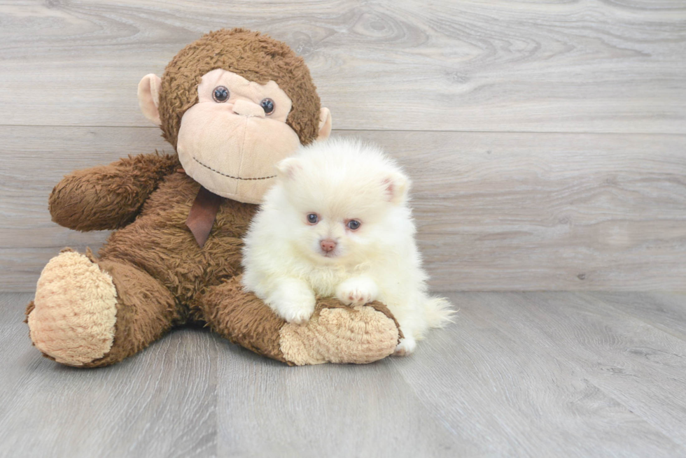 Sweet Pomeranian Purebred Puppy