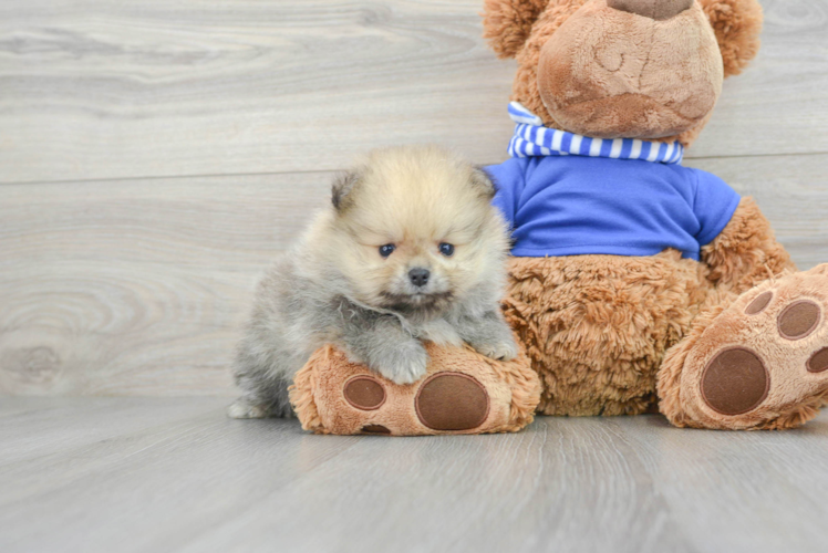 Playful Pomeranian Baby