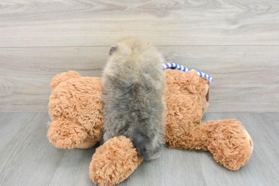 Pomeranian Pup Being Cute