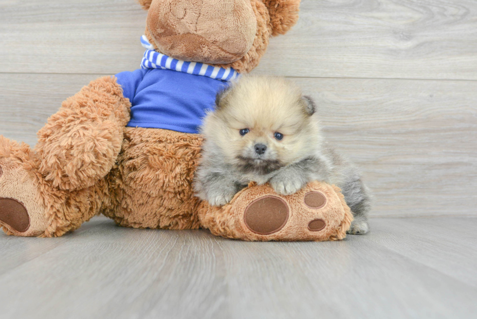 Best Pomeranian Baby