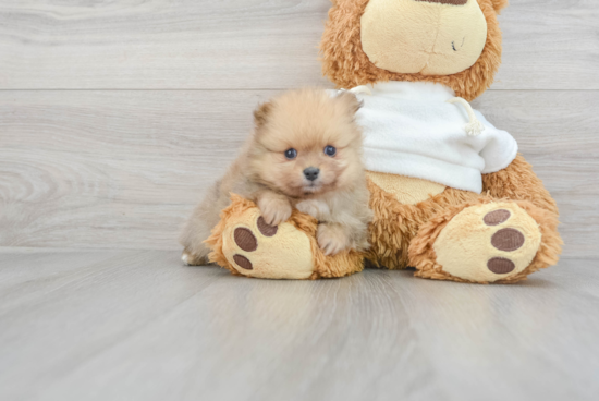 Small Pomeranian Baby