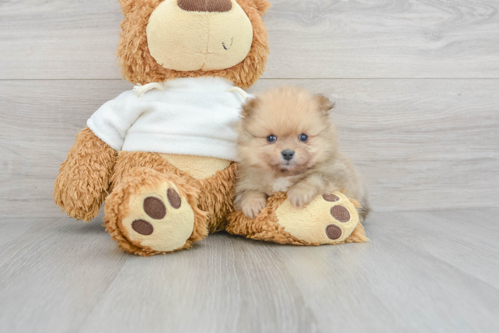 Playful Pomeranian Baby