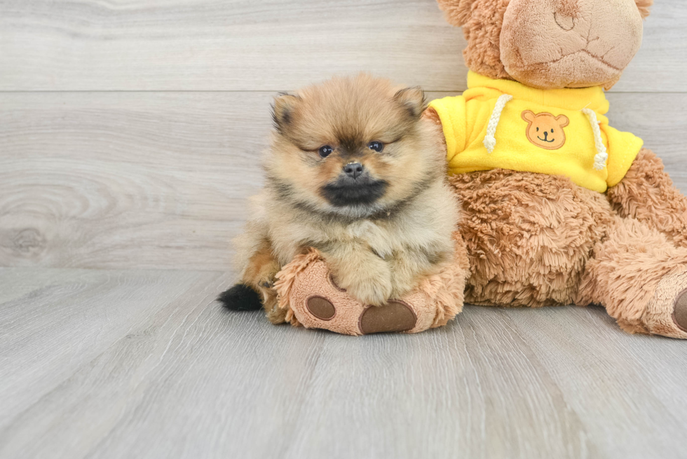 Funny Pomeranian Baby