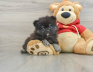 9 week old Pomeranian Puppy For Sale - Premier Pups