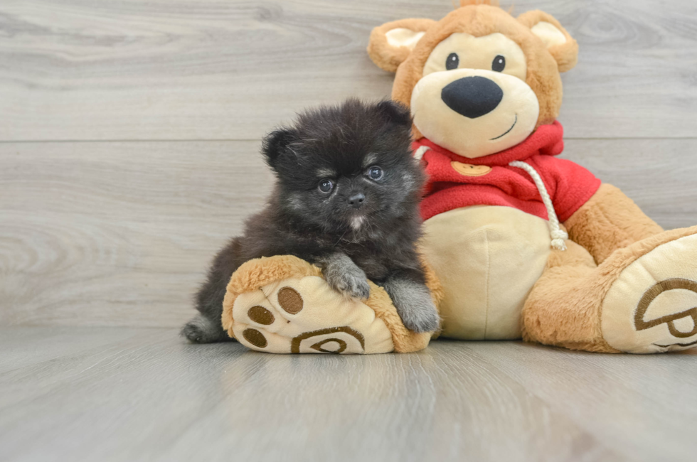 8 week old Pomeranian Puppy For Sale - Premier Pups